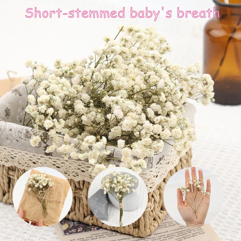 Dried Flower Bulk - 50pcs Natural Dried Gypsophila Baby's Breath