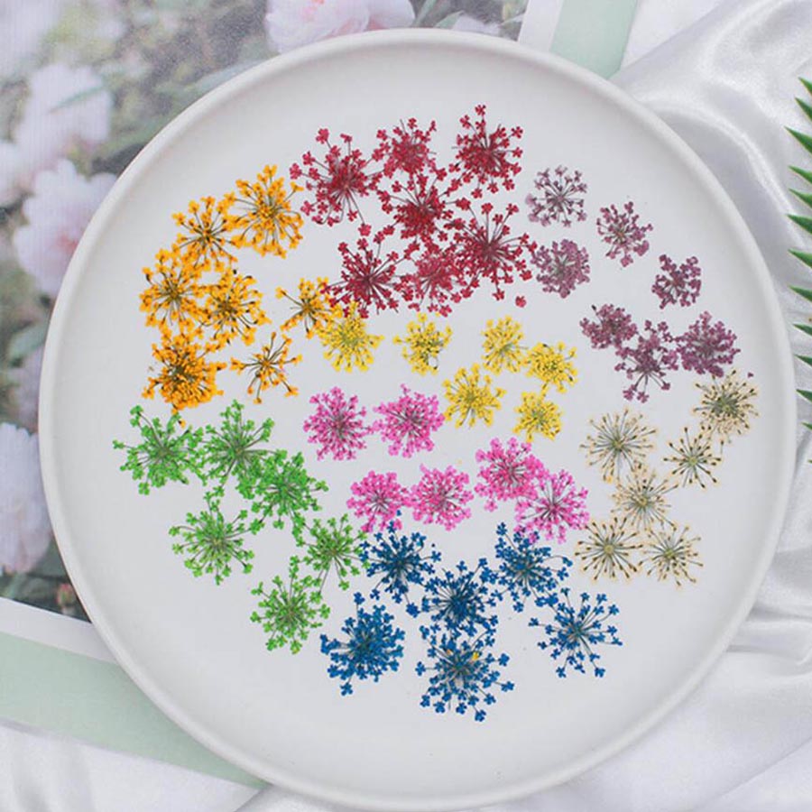 60pcs Pressed Dried 15-25mm Am - Dried Flower Bulk recension och pris