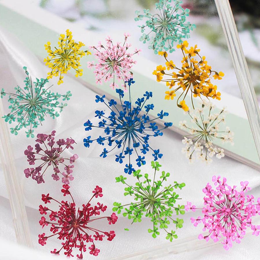 60pcs Pressed Dried 15-25mm Am - Dried Flower Bulk recension och pris