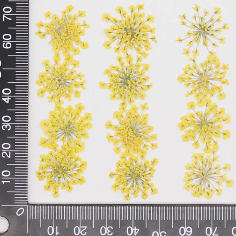 60pcs Pressed Dried 15-25mm Am - Dried Flower Bulk recension och pris