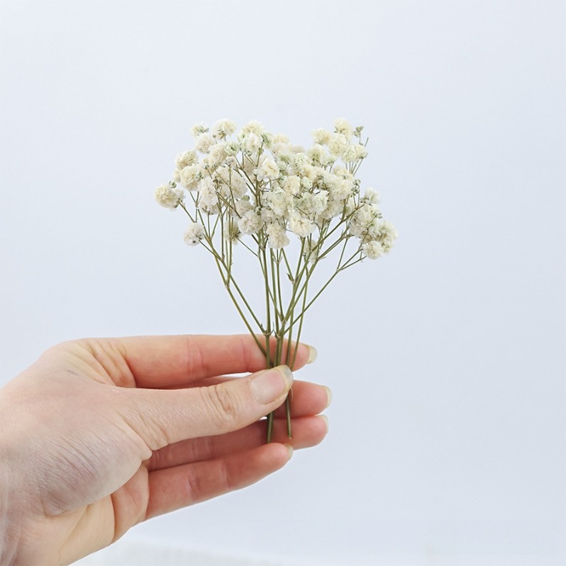 50pcs Natural Dried Gypsophila - Dried Flower Bulk recension och pris